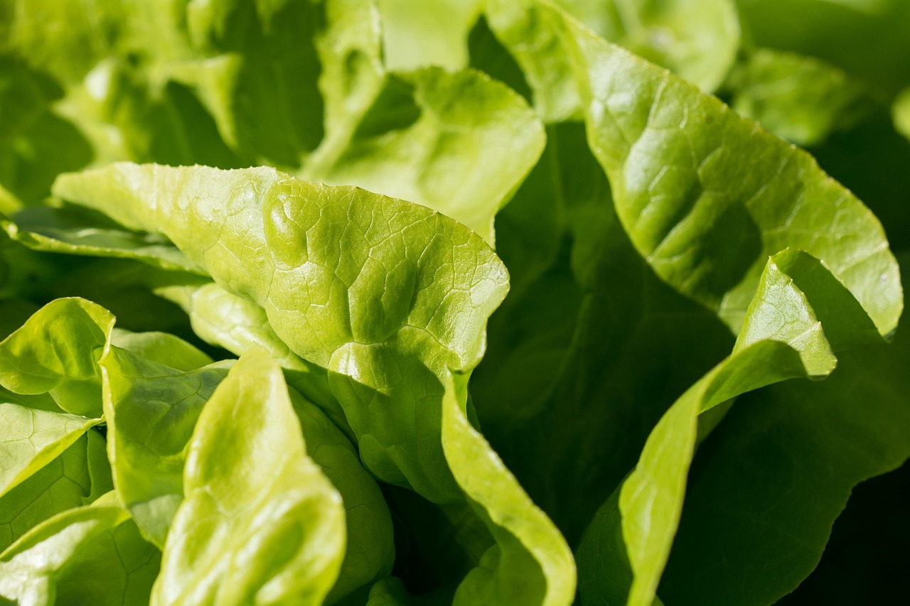 green food close up