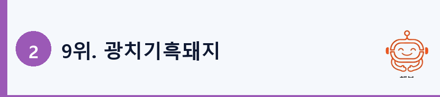 9위. 광치기흑돼지