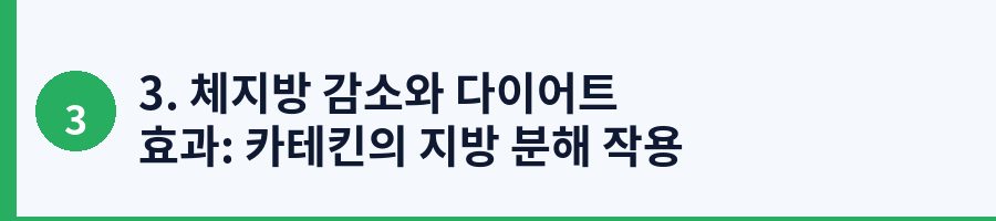 3. 체지방 감소와 다이어트 효과: 카테킨의 지방 분해 작용