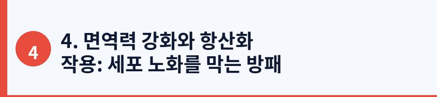 4. 면역력 강화와 항산화 작용: 세포 노화를 막는 방패